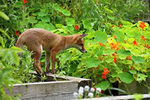 Investigating: FOX - cub investigating flower beds (18 weeks)