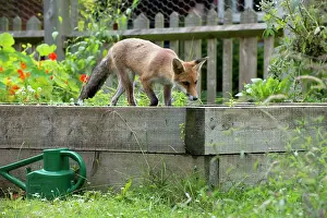 Investigating: FOX - cub investigating flower beds (18 weeks)