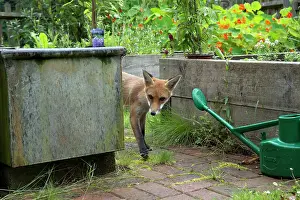 Investigating: FOX - cub investigating flower beds (18 weeks)