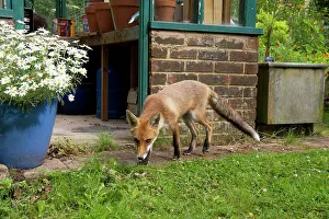 Investigating: FOX - cub investigating garden (18 weeks)