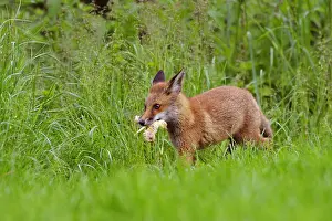 Pride: Fox cub just stoling a chick to its mother England