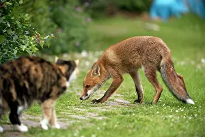 Submissive: FOX - cub being submissive to cat (15 weeks)