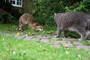 Submissive: FOX - cub being submissive to cat (15 weeks)