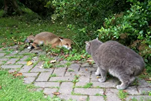 Submissive: FOX - cub being submissive to cat (15 weeks)