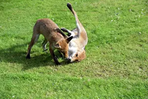 Tennis: FOX - cubs playing together with tennis ball (15 weeks)