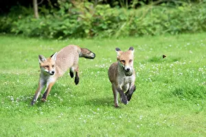 Tennis: FOX - cubs playing together with tennis ball (15 weeks)