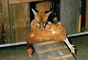 Stealing: Fox - with dead chicken in coop