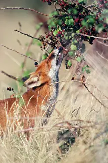 Fox - eating berries