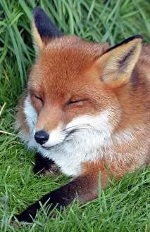 Enjoying: Fox enjoying a snooze in the sunshine