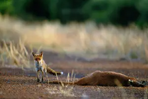Roadkill: Fox - about to feed on road killed Red Kangaroo