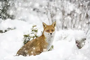 Essex: Fox, in garden snow, Essex, UK Digital manipulation