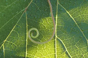 Vein: Fox Grape (Vitis labrusca)