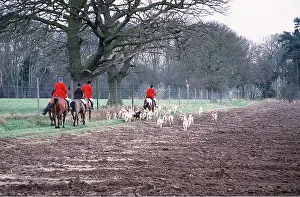 Anglia: FOX HUNTING - Riders and pack of hounds at field edge