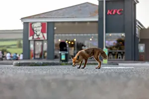 Kentucky: Fox - KFC Car Park - UK
