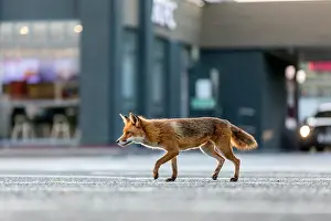Kentucky: Fox - In KFC Car Park - UK