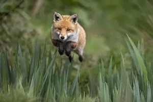 160118: Fox - Leaping - Devon - UK