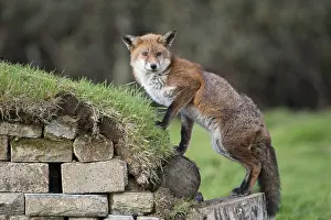 120219: Fox - With Mange Climbing - Cornwall - UK