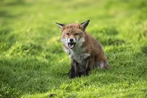 Mange: Fox - With Mange - Cornwall - UK