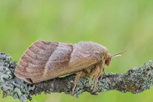 Lxe4n: Fox Moth