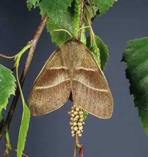 Betula: Fox moth with eggs