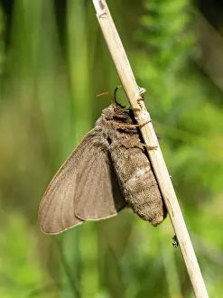 150321: Fox moth - female resting on grass stalk, Hessen