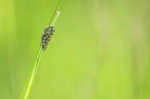 Cell: Fox Moth (Macrothylacia rubi) eggs - Bourgogne -