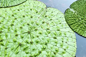 Euryale: Fox Nut, Euryale ferox, Aerial view of the large leaves in a