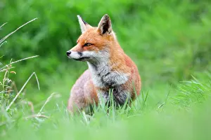 Raining: Fox - in the rain