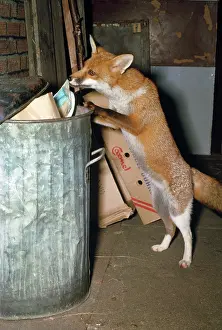 Dustbin: Fox - scavenging at dustbin