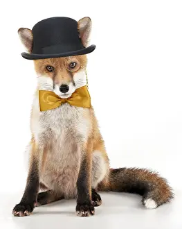 161118: Fox, sitting wearing bowler hat bow tie and monocle