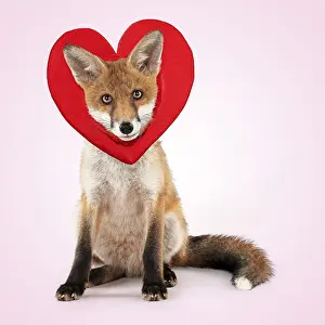 Headwear: Fox, sitting wearing heart shaped hat / headwear, valentine