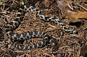 Vulpina: Fox Snake