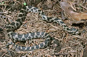 Elaphe: Fox Snake