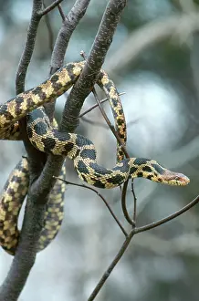 Elaphe: Fox Snake