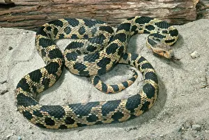 Elaphe: Fox Snake