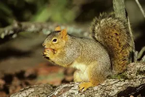 Gall: Fox Squirrel - chewing on oak gall, autumn
