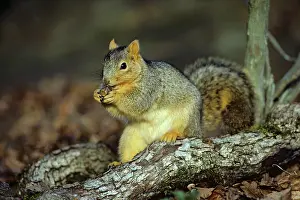 Acorns: Fox Squirrel - feeding on acorn