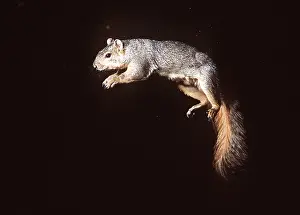 Mary Clay: FOX SQUIRREL - Leaping