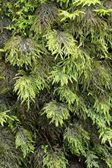 Humidity: Fox-tail feather-moss. Le Gouffre, Le Huelgoat