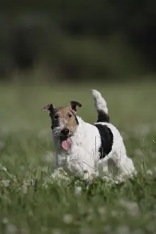 Wirehair: Fox Terrier Wirehair in a meadow France