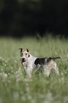 Wirehair: Fox Terrier Wirehair in a meadow France
