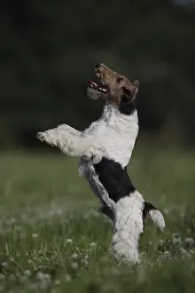Jumped: Fox Terrier Wirehair playing and jumping in a meadow