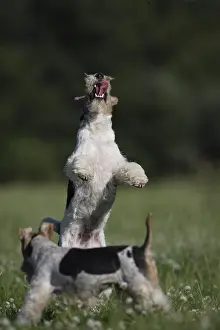 Jumped: Fox Terriers Wirehair playing in a meadow France