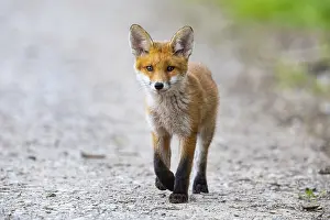 Foxes: Fox (Vulpes vulpes) puppy Germany