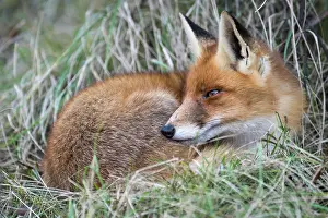 Oldenburger: Fox ( Vulpes vulpes) at rest, Oldenburger Munsterland