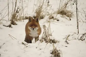 Front View: Fox (Vulpes vulpes) safe in the snow