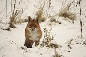 Front View: Fox (Vulpes vulpes) safe in the snow