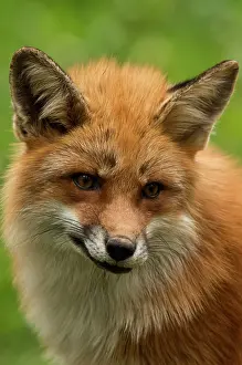 Sknes: Fox (Vulpes vulpes). Sk ones Dyrepark, in captivity