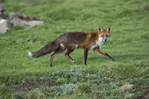 120219: Fox - Walking - Cornwall - UK