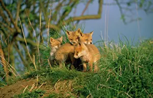Huddled: Fox - young cubs